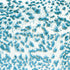 CR-22 Speckled Teal (Pint)