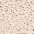CR-51 Speckled Pink ( PINT )