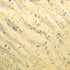 PCF - 63 Sun Shower